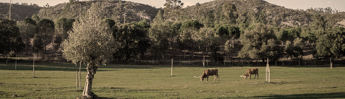 Two cows grazing in a grassy field surrounded by beautiful green trees during daytime